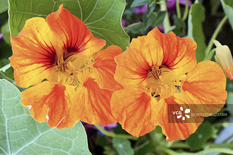 旱金莲花图片素材