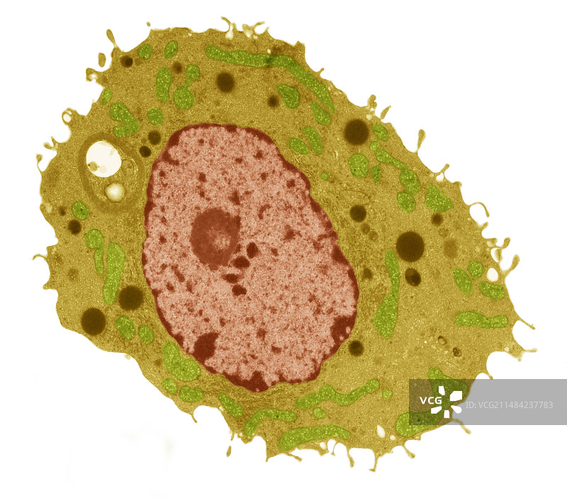 睾丸间质细胞TEM图片素材