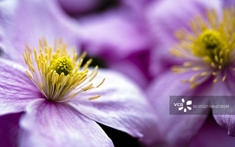 铁线莲‘布劳顿之星’图片素材