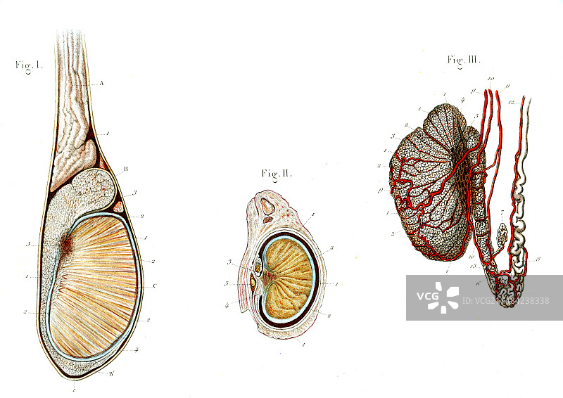 睾丸解剖结构图图片素材