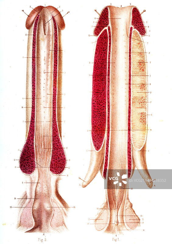 19世纪阴茎解剖图图片素材
