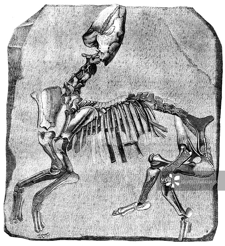 古兽化石，19世纪插图图片素材