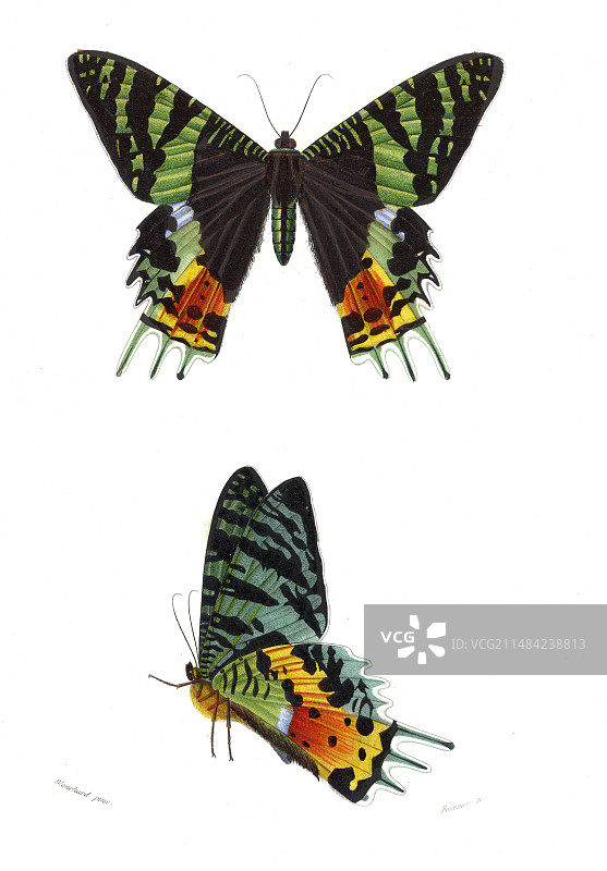 马达加斯加日落蛾插图图片素材