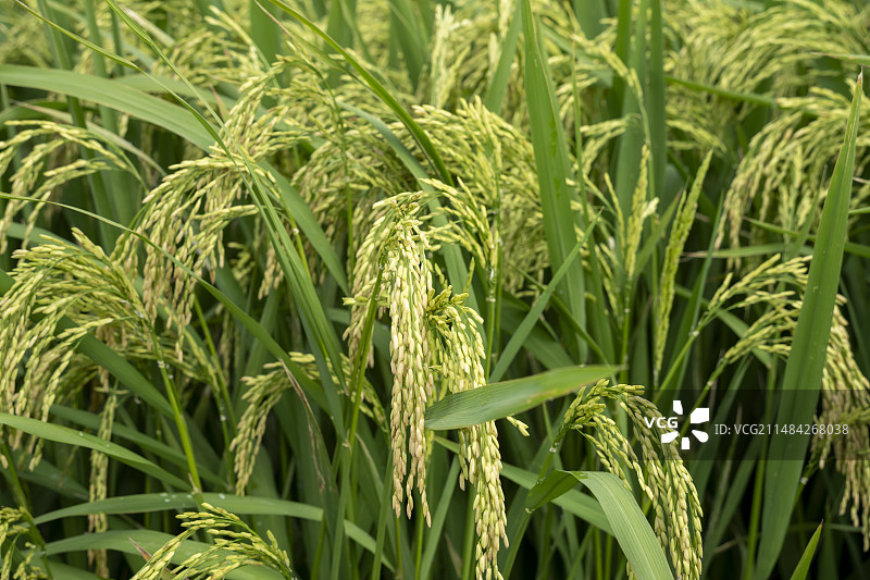 乡间稻田图片素材