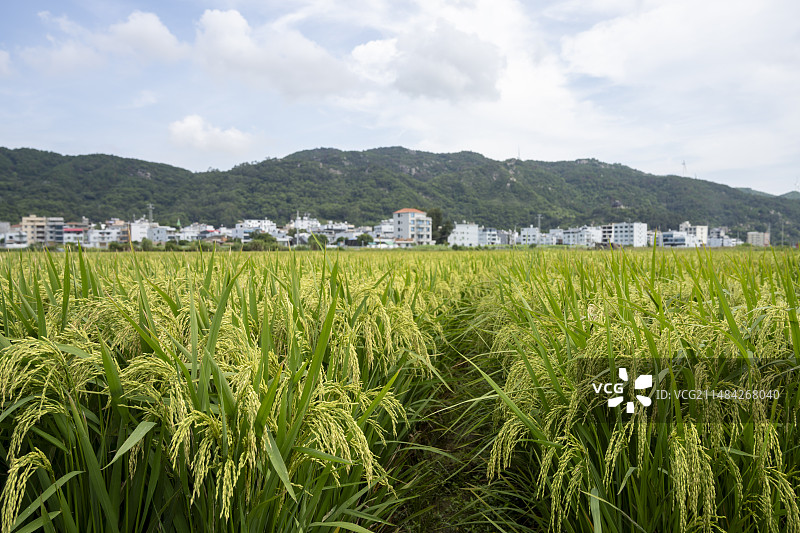 乡间稻田图片素材
