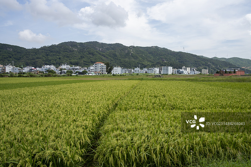 乡间稻田图片素材