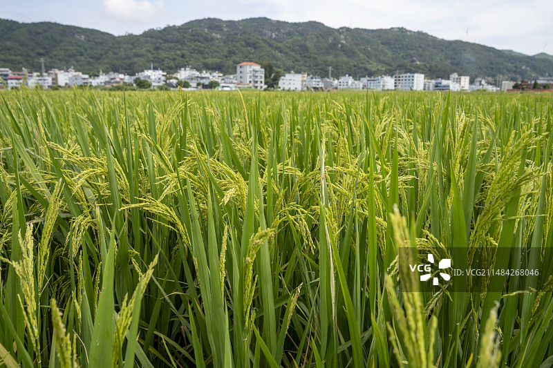 乡间稻田图片素材
