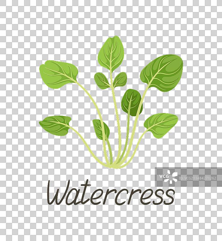 草本叶概念图片素材