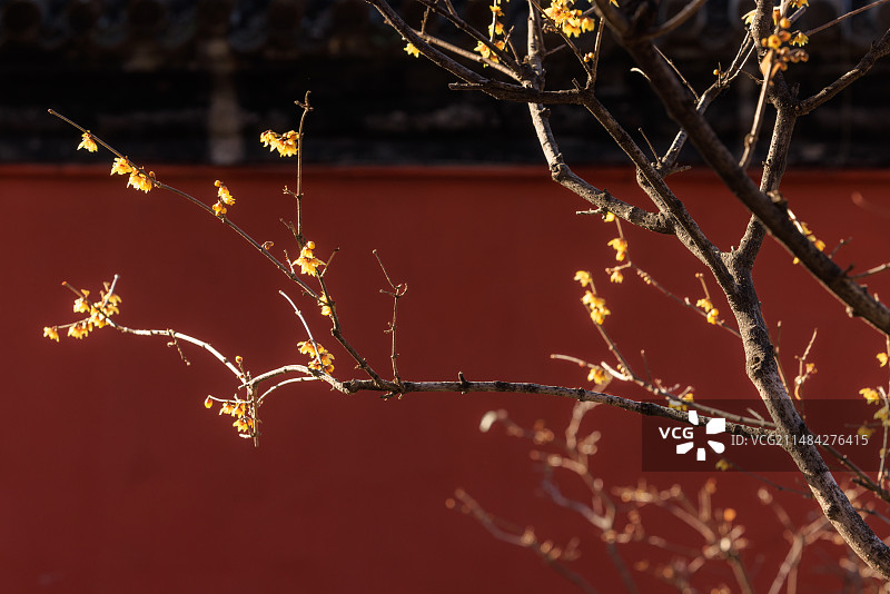 腊梅花儿开图片素材