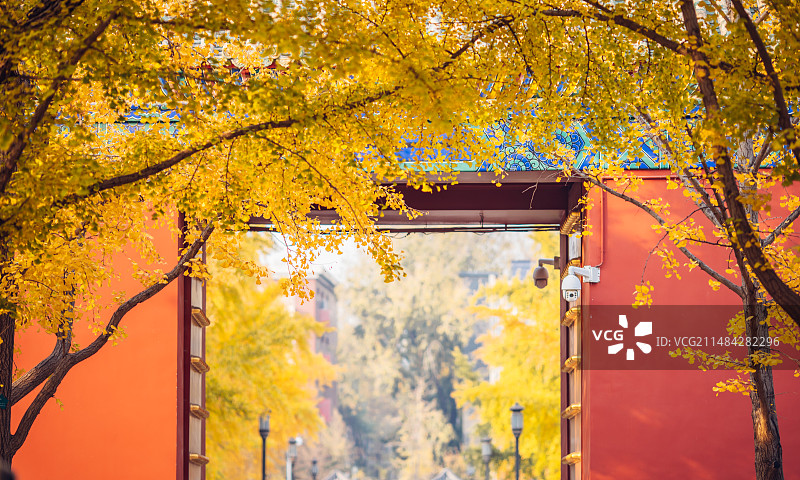 北京地坛公园，金黄的银杏与古建筑图片素材