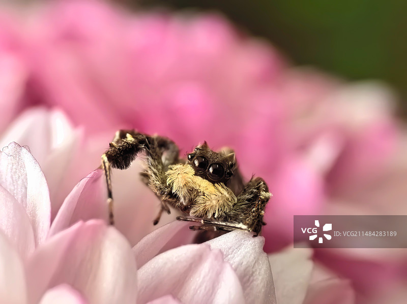 5龄白胡子跳蛛-唇须孔蛛图片素材