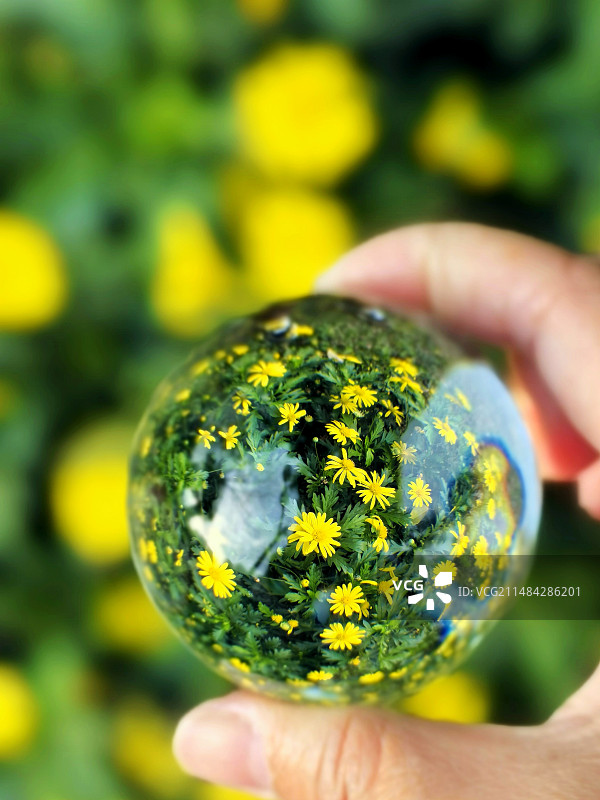 春天里的花图片素材