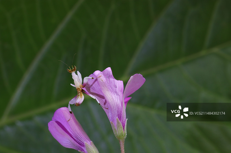 兰花螳螂图片素材