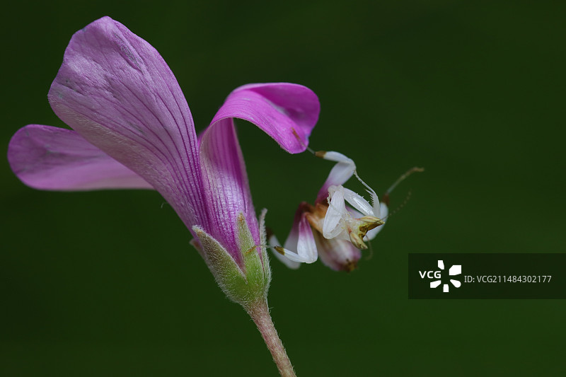 兰花螳螂图片素材