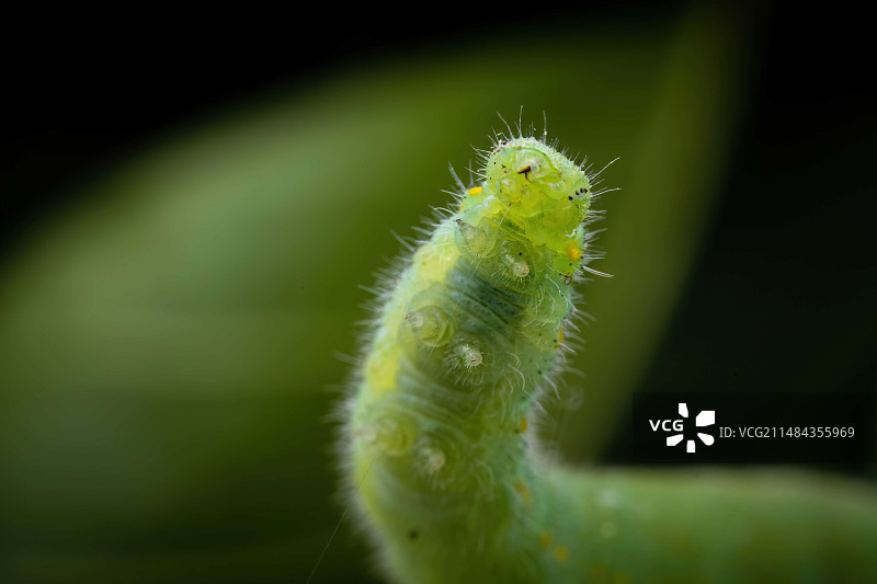 粉蝶幼虫(菜叶虫)图片素材
