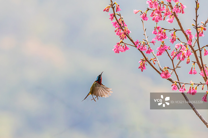 叉尾太阳鸟(雄）图片素材