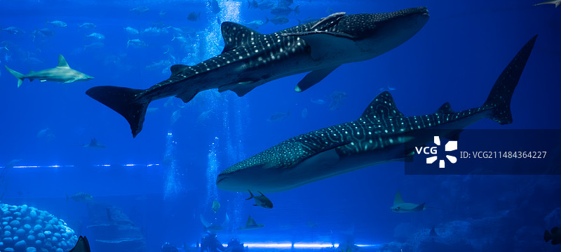 鲸鲨图片素材