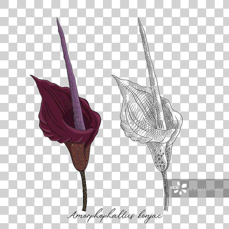 手绘魔芋花图片素材