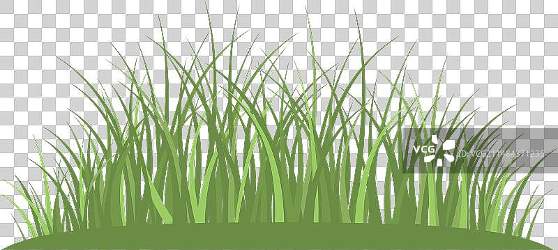 绿色茂盛的草地图片素材