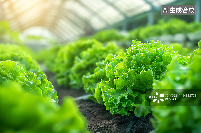 【AI数字艺术】现代化智慧大棚种植的生菜图片素材