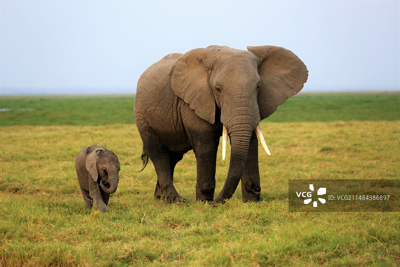 非洲动物图片素材
