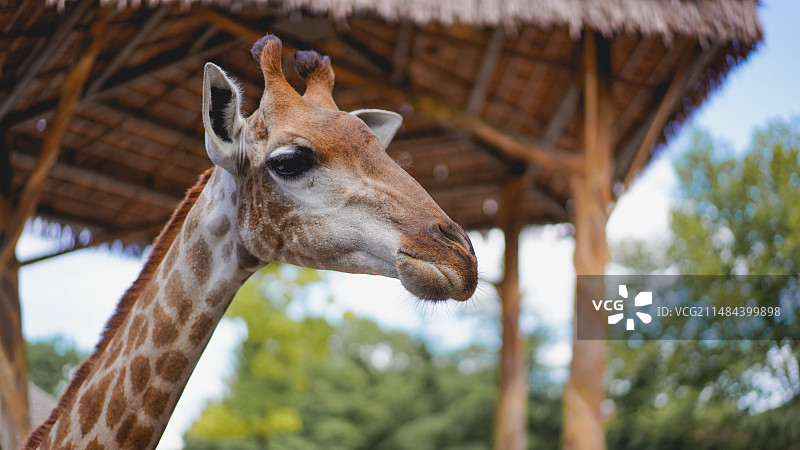 动物园图片素材