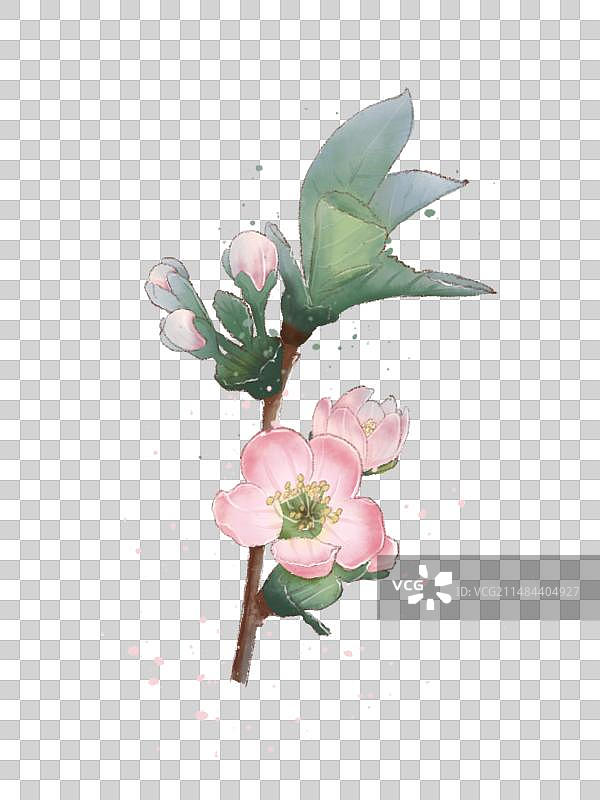 桃花图片素材