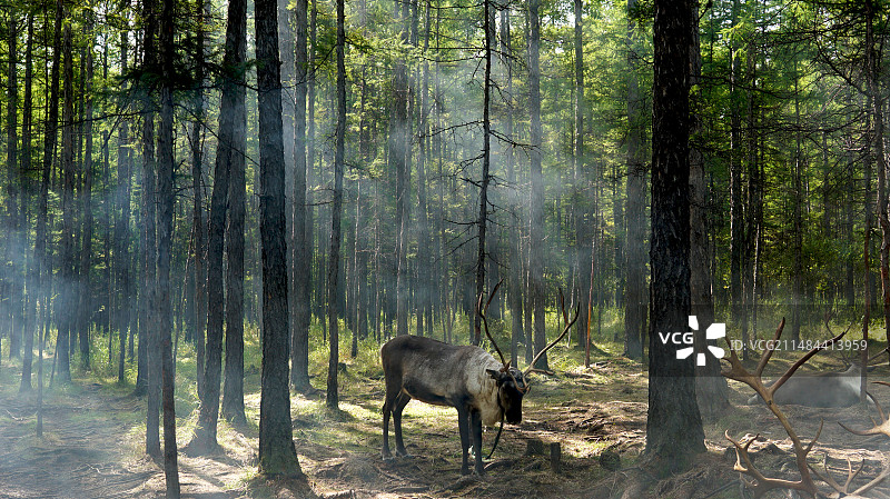 森林里的鄂温克族驯鹿图片素材