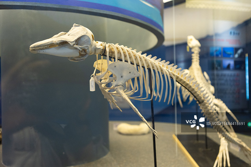 博物馆江豚骨架化石图片素材