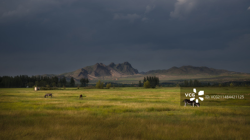 兴安岭下觅食忙图片素材