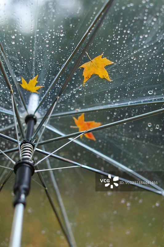 雨伞上的落叶图片素材