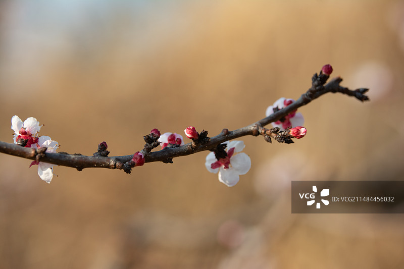 春天的杏子花图片素材