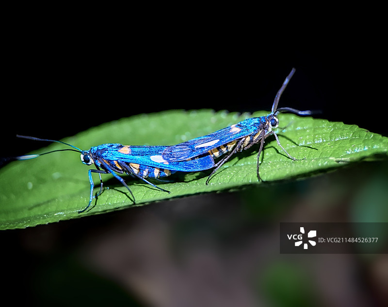 蓝色恋曲西双版纳森林夜晚的一对蓝色小精灵（鹿蛾）图片素材
