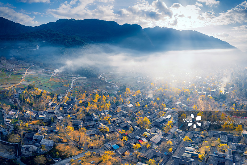 银杏村的清晨图片素材