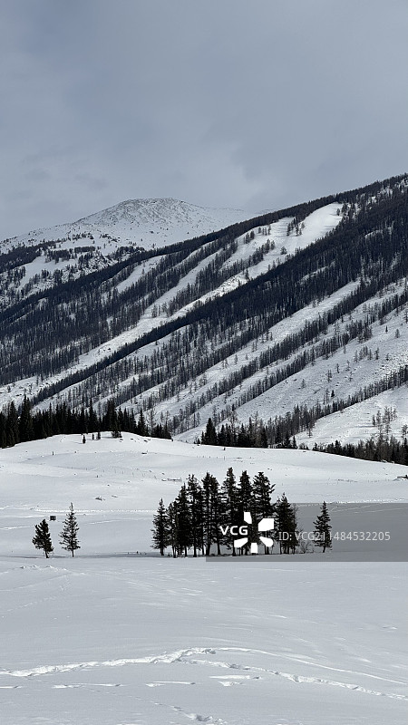 白雪皑皑的土地上的树木顶着天空图片素材