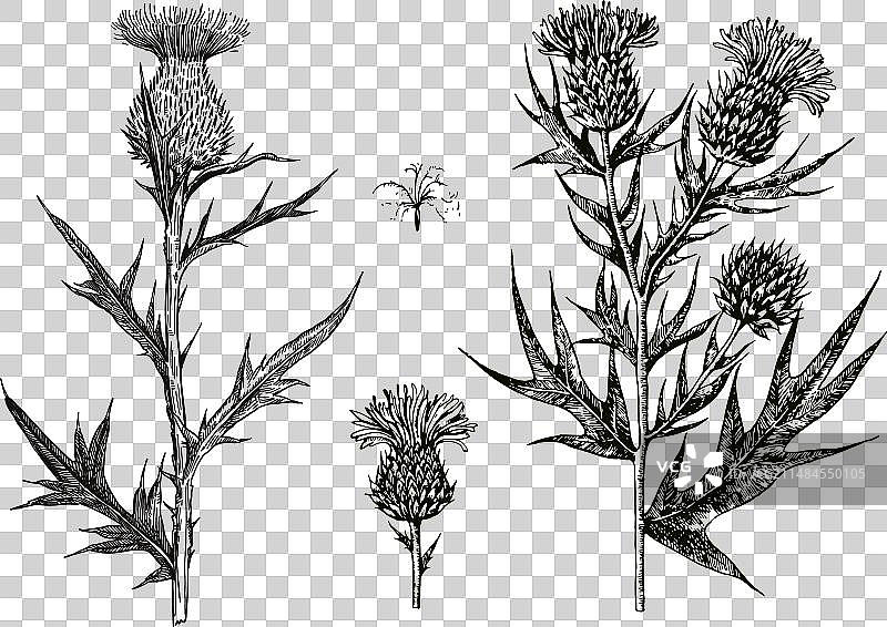 水墨手绘蓟花细节图片素材