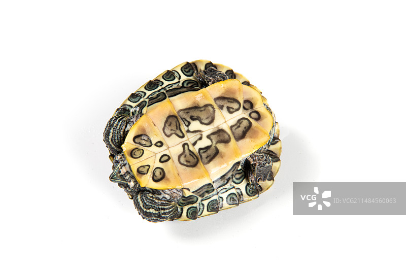 白色背景上一只翻过身的乌龟巴西龟图片素材