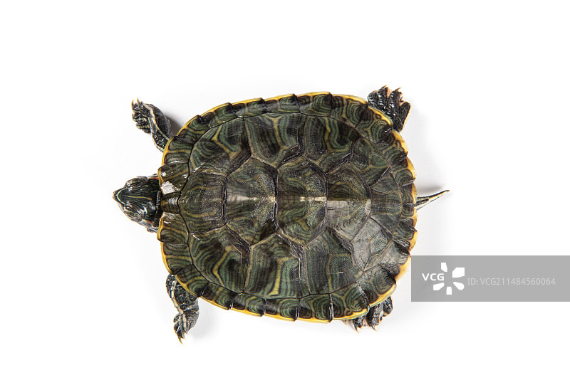 白色背景上的一只乌龟巴西龟图片素材