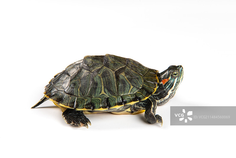 白色背景上的一只乌龟巴西龟图片素材