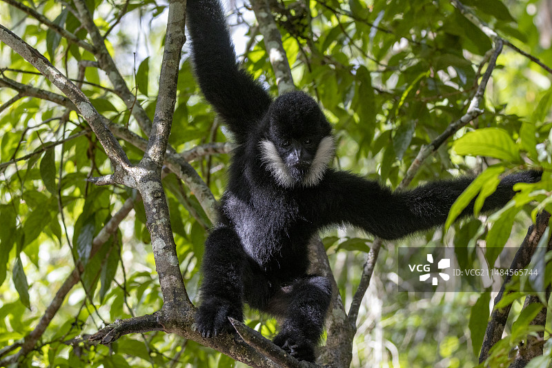北白颊长臂猿图片素材