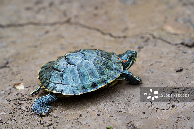 户外地上的一只乌龟巴西龟图片素材