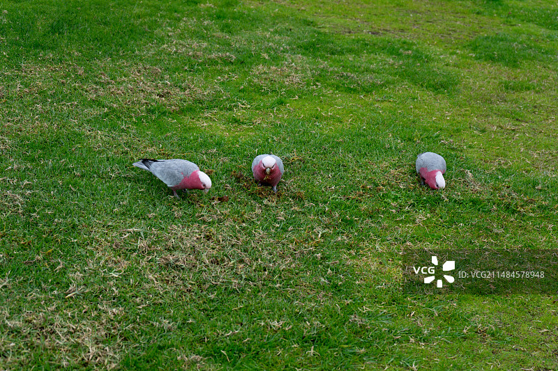 草里上觅食的鹦鹉图片素材