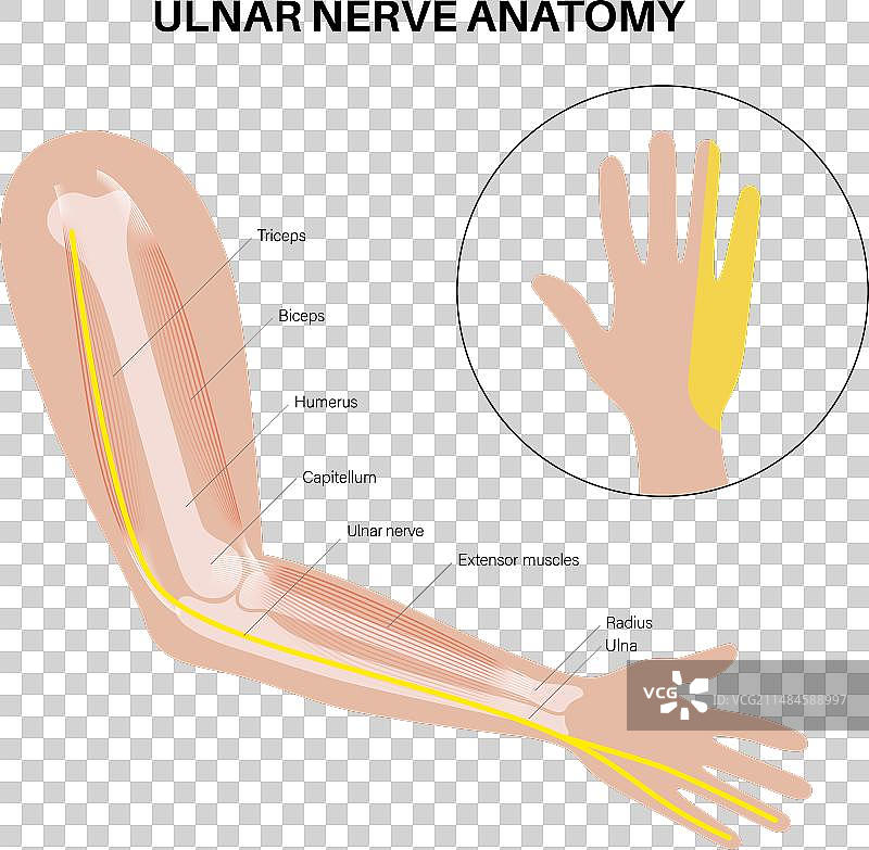 尺神经解剖图片素材