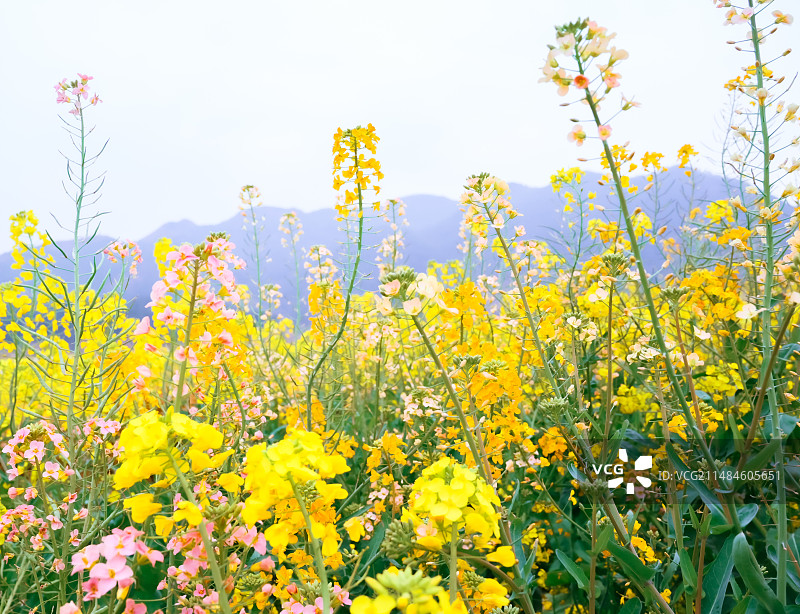 贵州黔南贵定金海雪山|春天下的万亩油菜花田图片素材