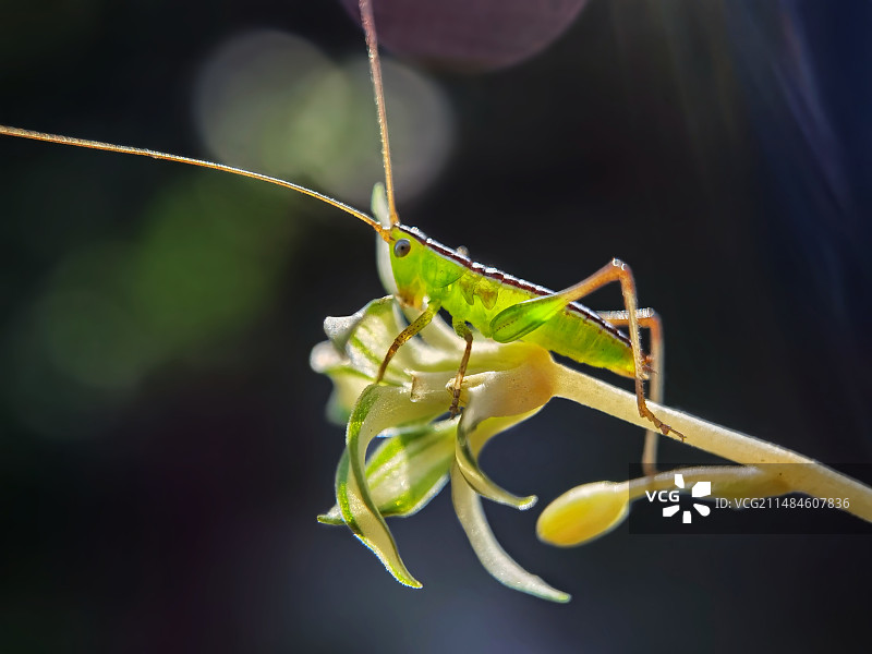 如玉螽斯图片素材