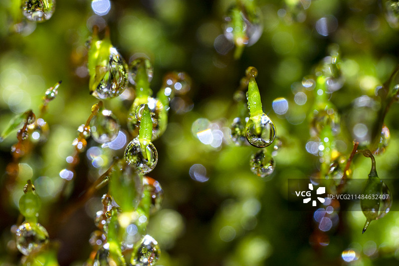 墙藓苔藓带着闪闪发光的水滴图片素材