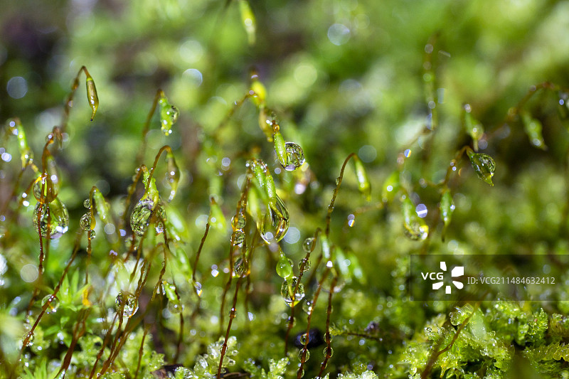 墙藓苔藓带着闪闪发光的水滴图片素材