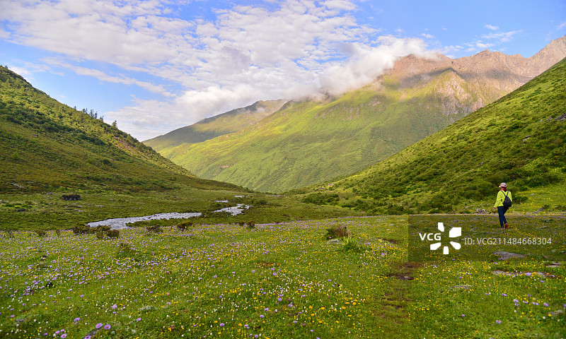 徒步旅行者在山上行走的后视图，最美丽的花海，四姑娘山海子沟，川西著名旅游目的地图片素材