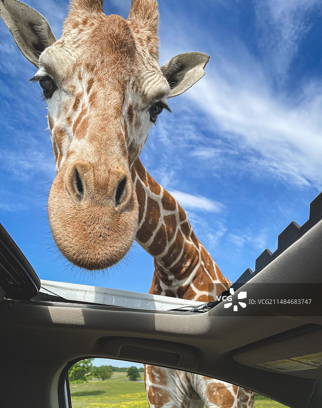 透过车窗看到的长颈鹿图片素材