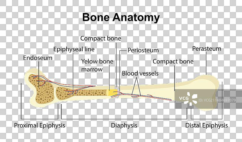 骨骼解剖学概念图片素材